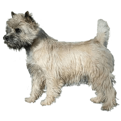 Cairn Terrier