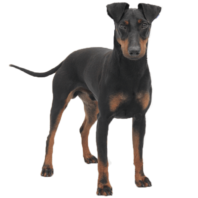 Manchester terrier