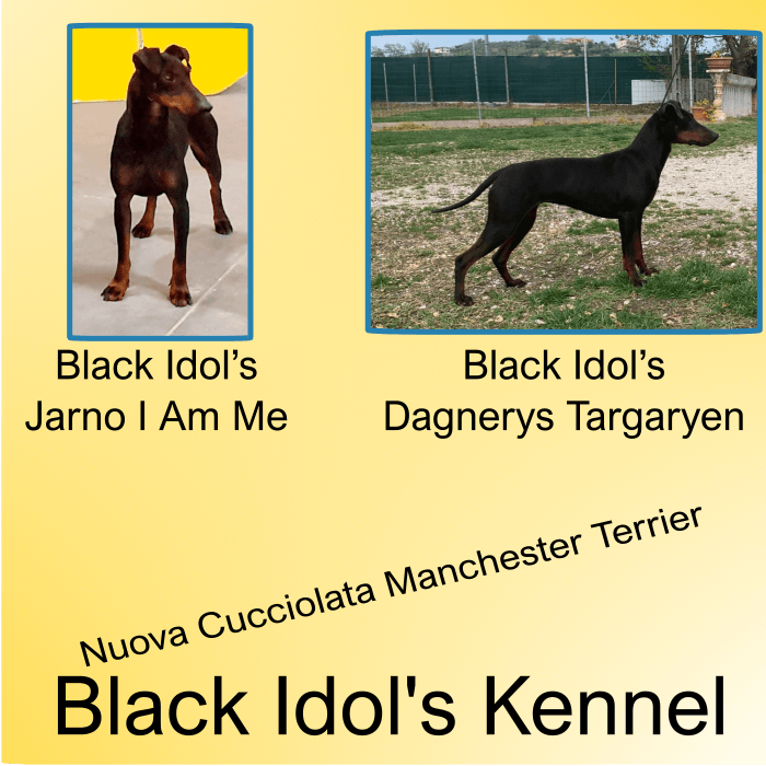 cucciolata manchester black idols