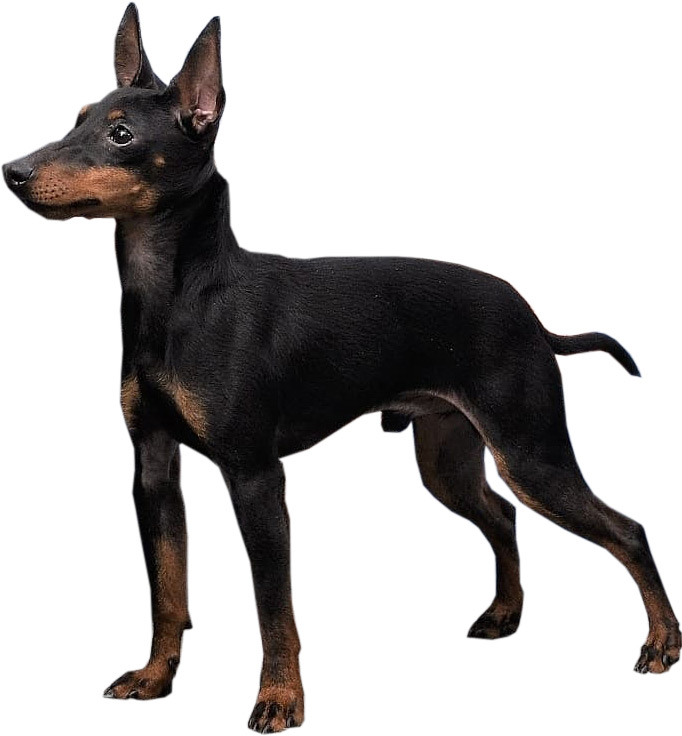 English-toy-Terrier